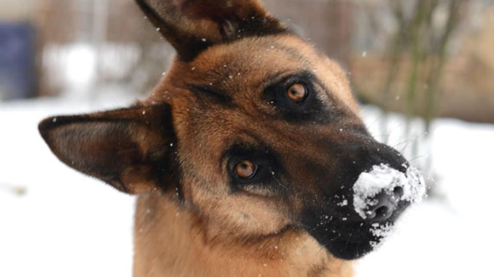 How Much Should You Feed Your Dog in Fall and Winter?
