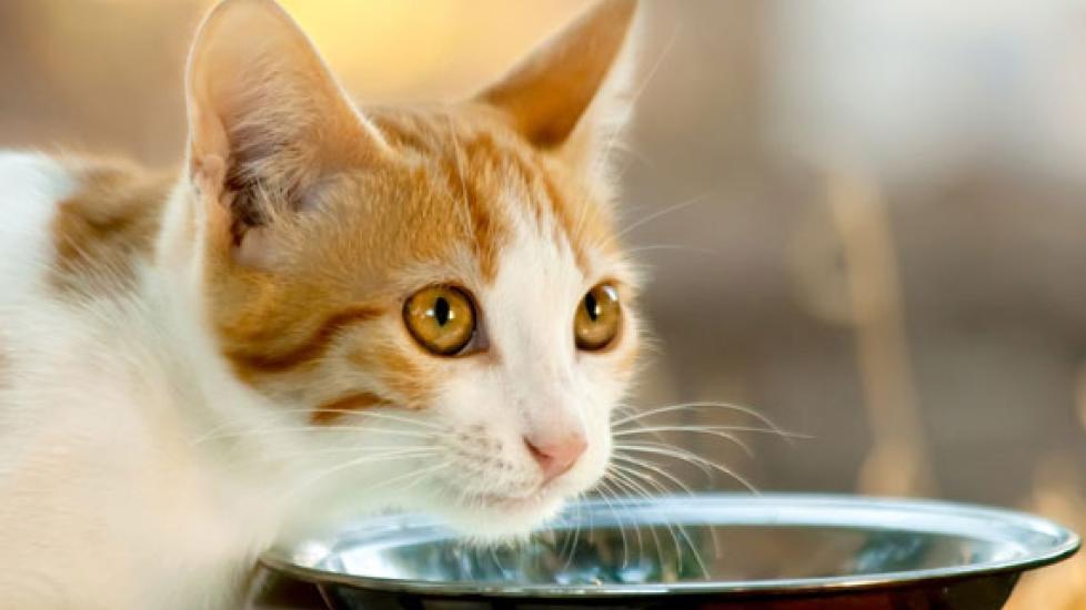 What Kind of Meat By-Products Are in Your Cat's Food?