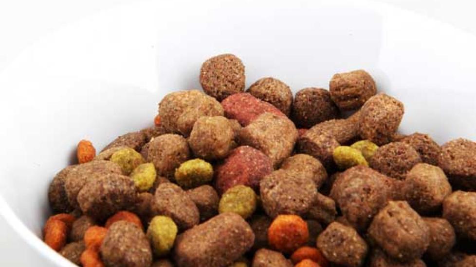5 Things that Could Help Prevent Dog Food Recalls Today