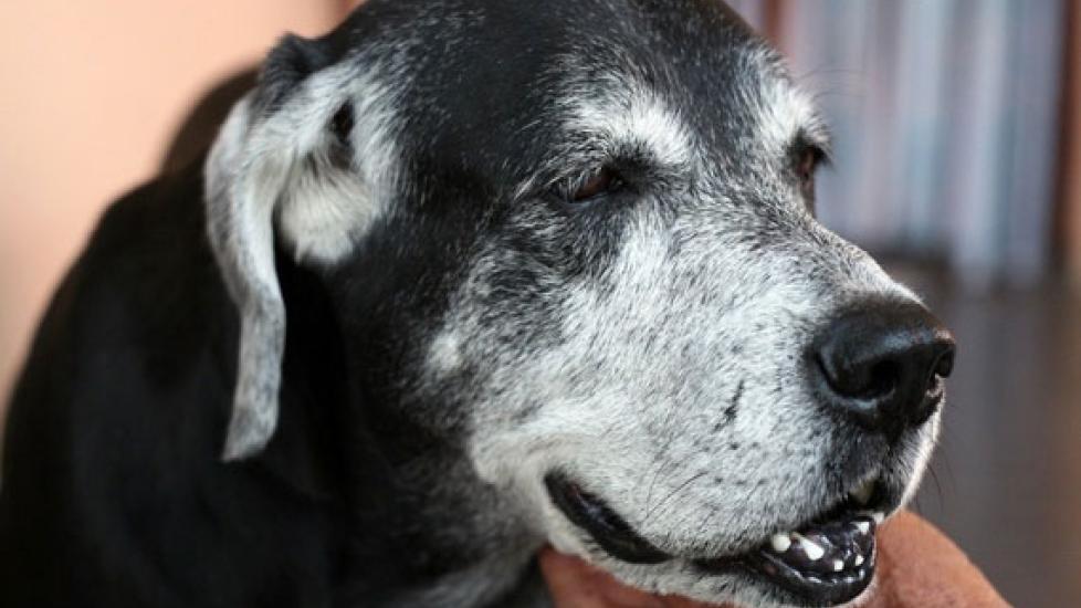 View of Medications for Chronic Pain in Dogs | PetMD