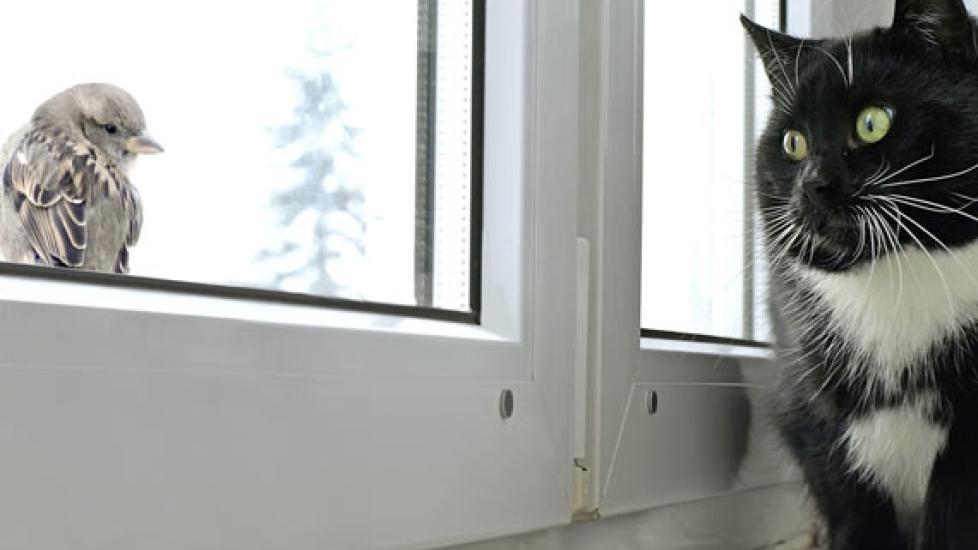 Protecting Cats From Wild Bird Diseases | PetMD