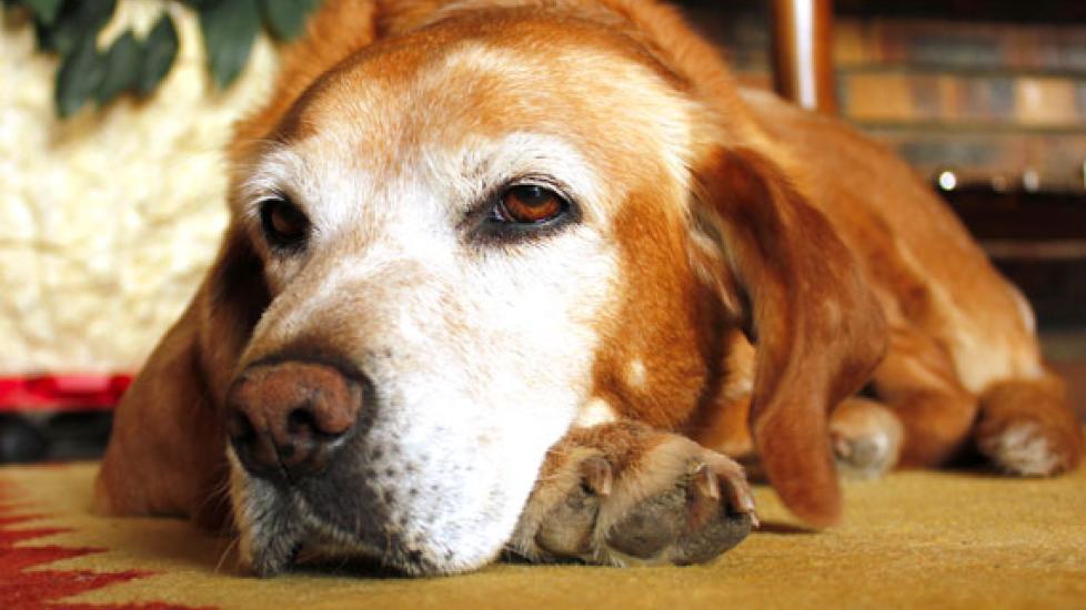 Feeding the Older Dog PetMD