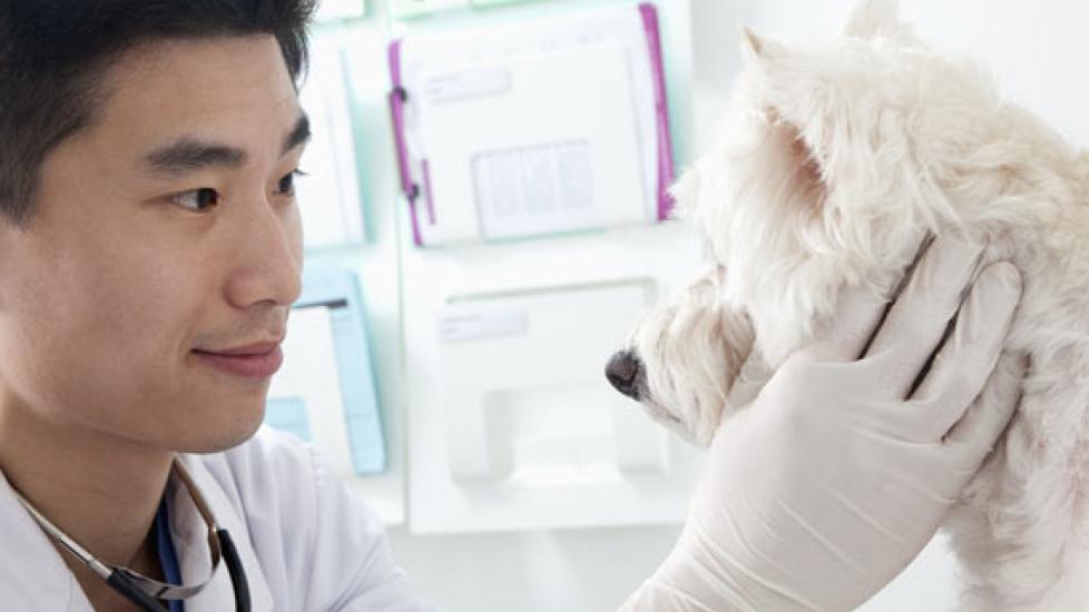 The Secret Lives of Veterinary Doctors