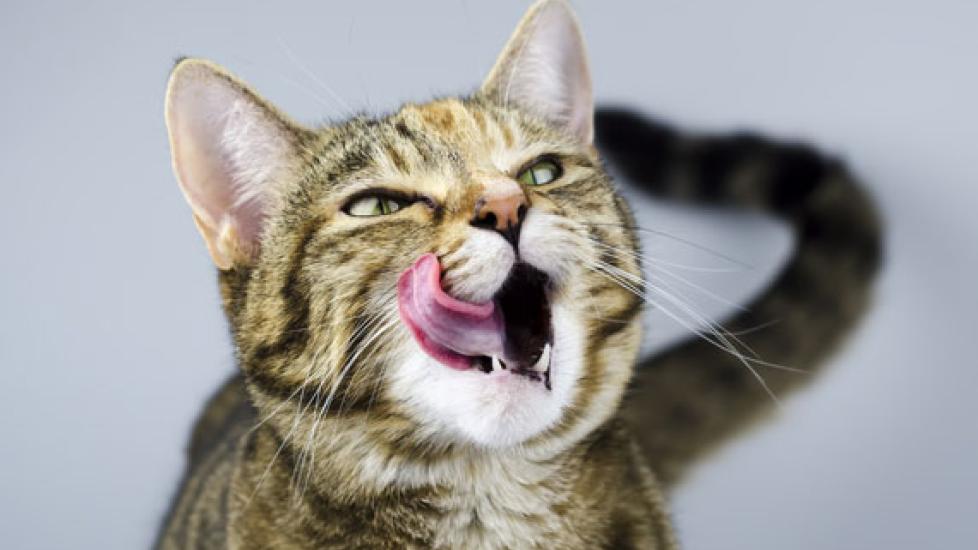 Taurine supplement cheap for cats