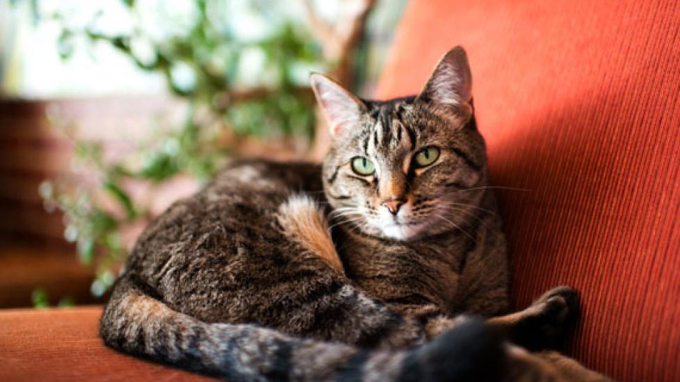 Tips for Preventing Cancer in Cats | PetMD