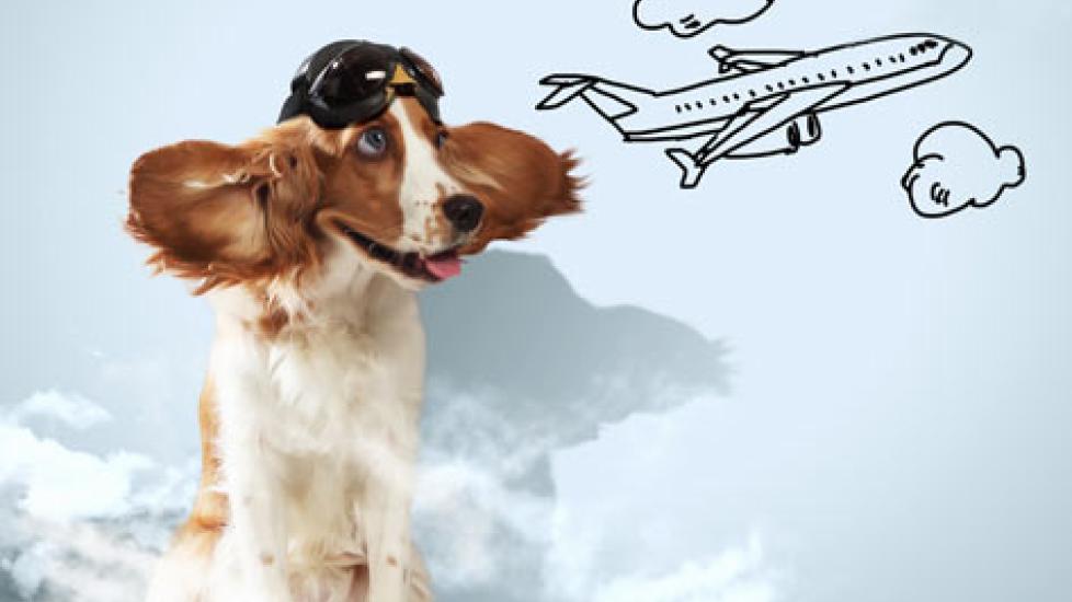 Traveling by Air With Your Dog