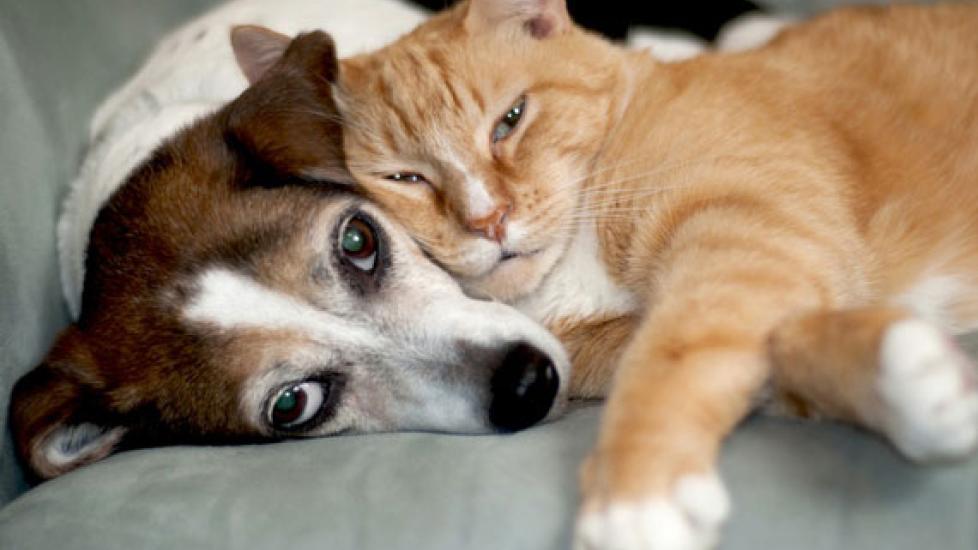 Discovery and Treatment of Urethral Plugs in Dogs and Cats | PetMD