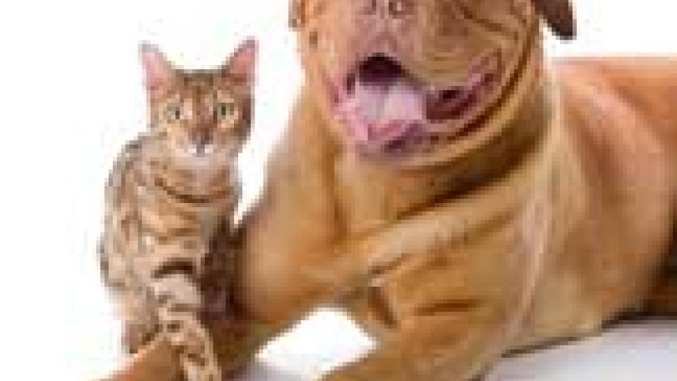 Dog Blood Transfusion Saves Cat'' Life PetMD