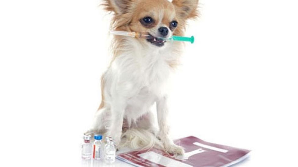 A New Insulin Treatment for Diabetic Dogs | PetMD