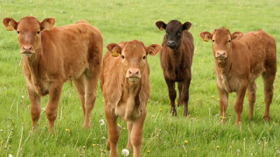 Cows Have Distinct Social Classes and 'Boss Cows'