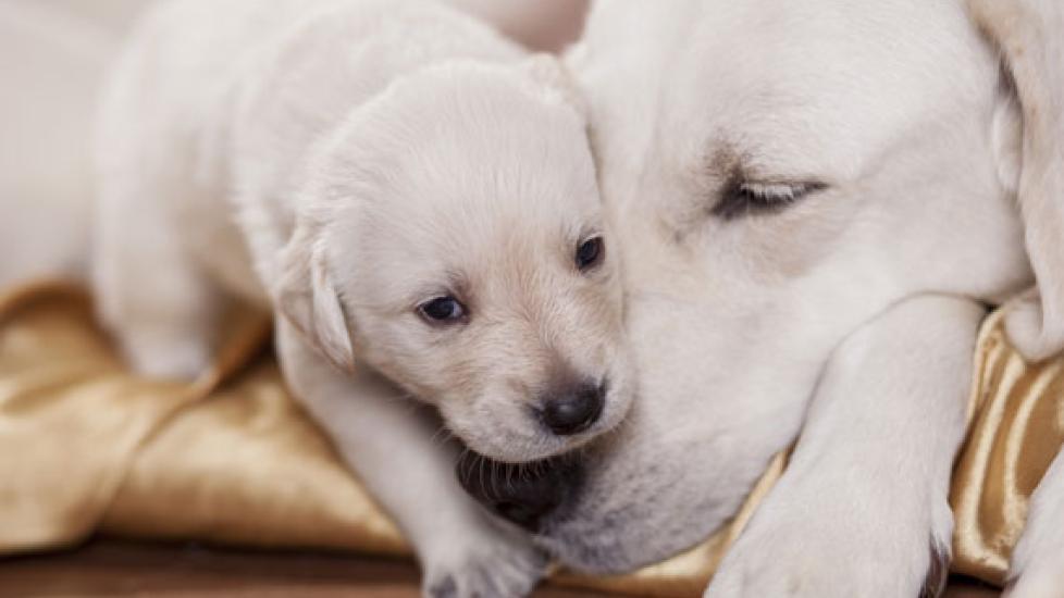 Can Reversible Birth Control for Dogs Be a Reality?