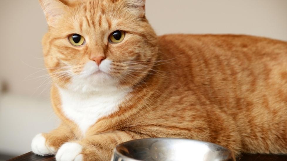 找出猫碳水化合物含量的食物
