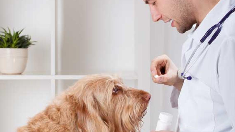 Should I Give My Dog Supplements?