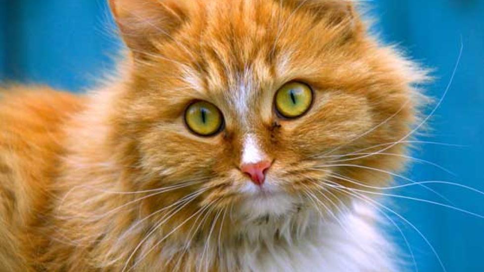 Does Breed Make a Difference in a Cat's Urine Odor?