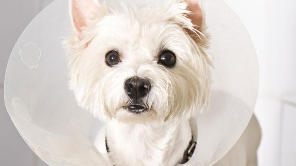 What Goes Into the Cost of a Spay? PetMD
