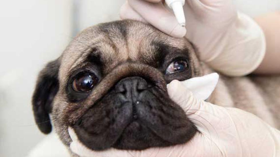 5 Best Treatments For Your Pet's Allergies
