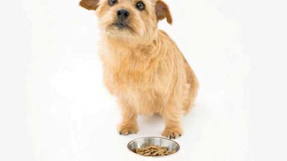 Feeding Dogs with Bilious Vomiting Syndrome PetMD