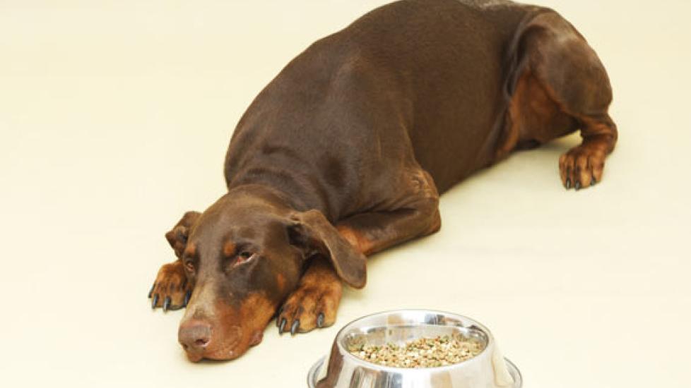 Why Large Breed Dogs Have Poorer Food Digestion