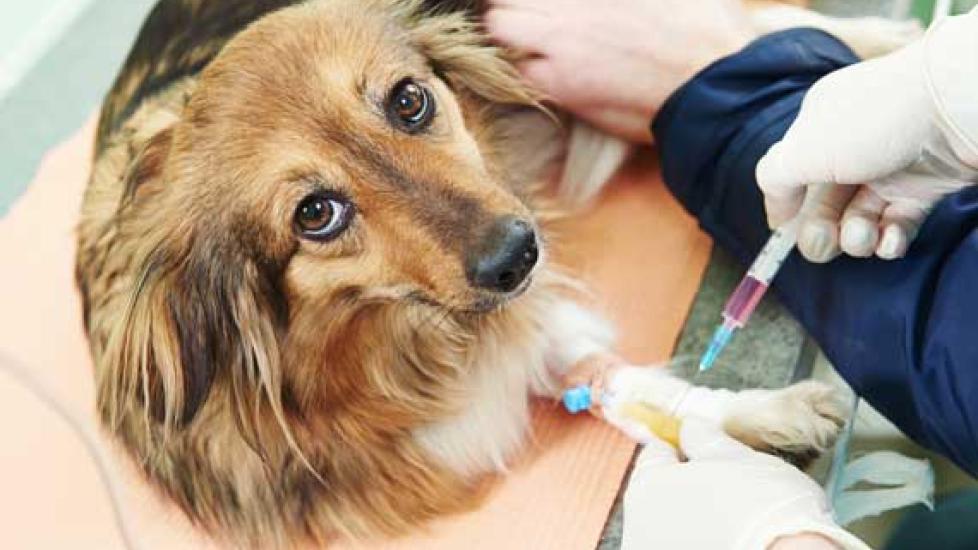 疫苗相关疾病的症状及治疗宠物,第2部分