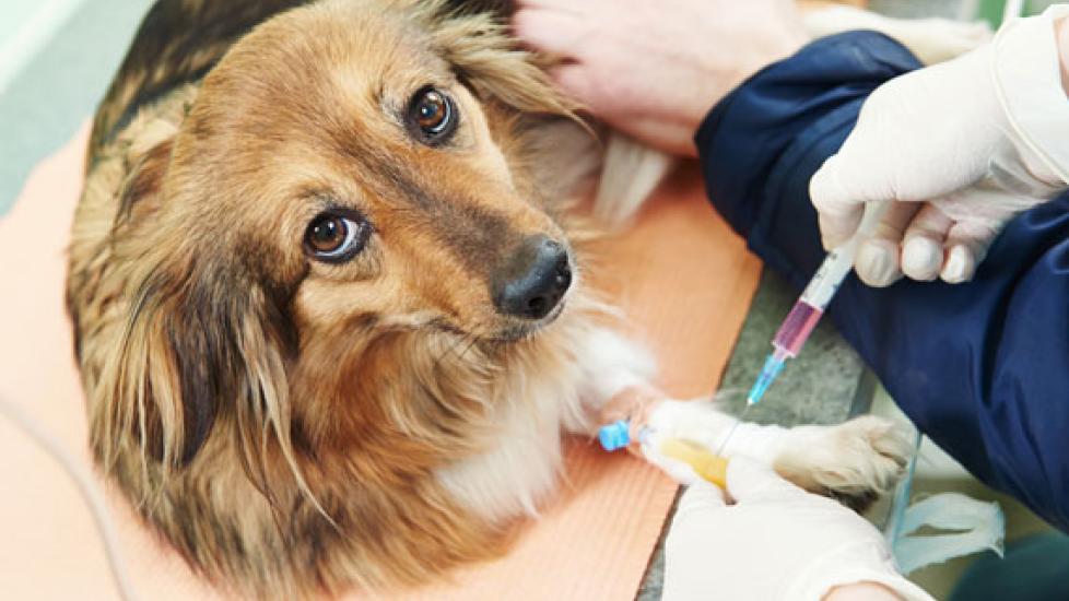 专家真的是宠物癌症治疗的必要组成部分吗?