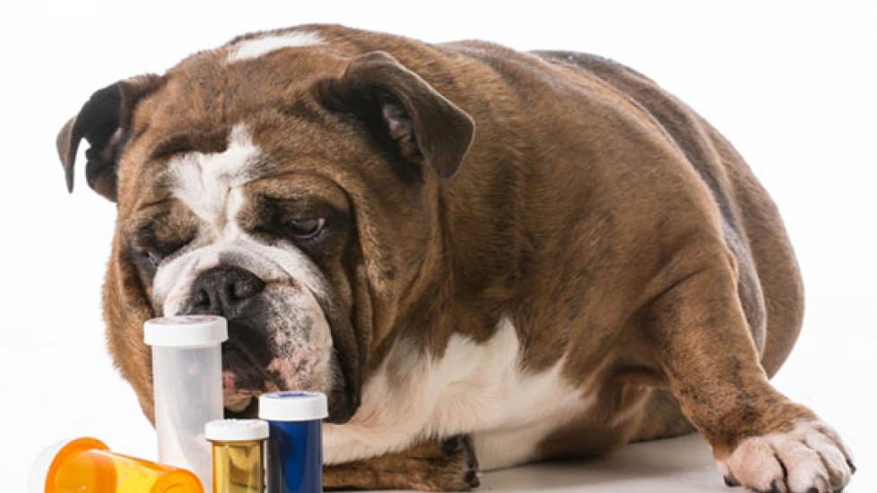 Don't Make These Dangerous Mistakes With Your Pet's Medicine