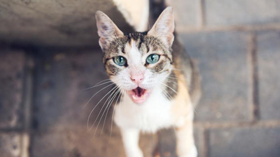 Is It Obsession or Hunger That Drives Your Cat to Demand Food? | PetMD