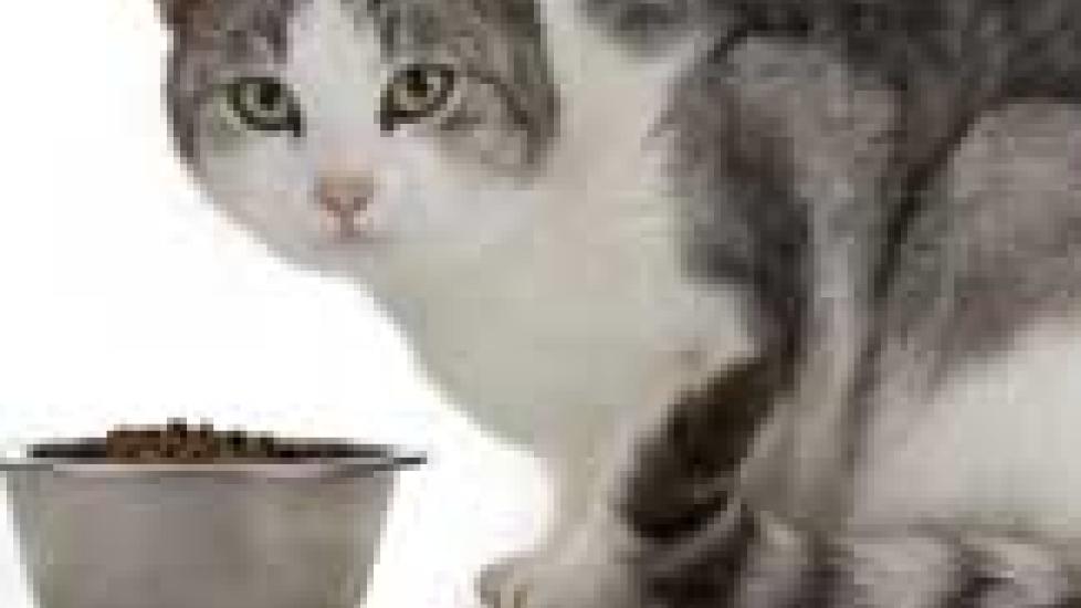 Cat food 2025 for heart disease