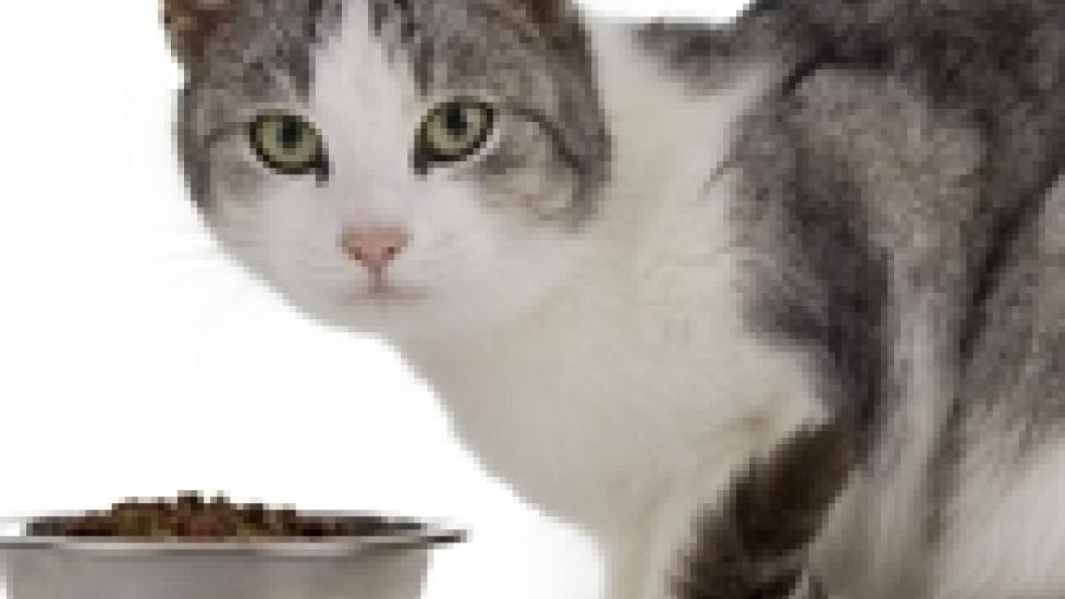 Thiamine Deficiency in Cats More Prevalent Than You Might Think Part 1