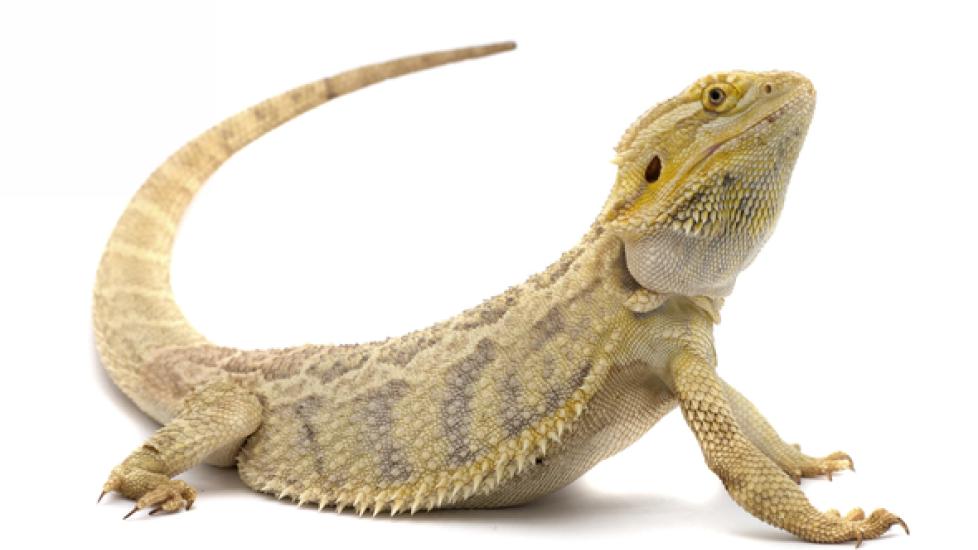 10 Things You Didn't Know About Bearded Dragons