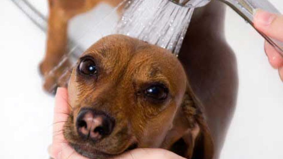 Can You Use Human Shampoo on Dogs? PetMD