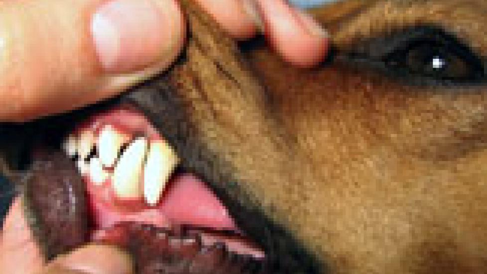 Anesthesia Mandated for All Pet Dental Procedures