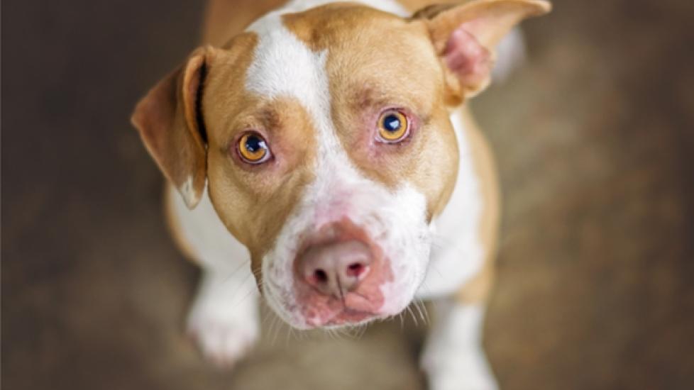 The Ultimate Guide to Responsible Pet Adoption PetMD