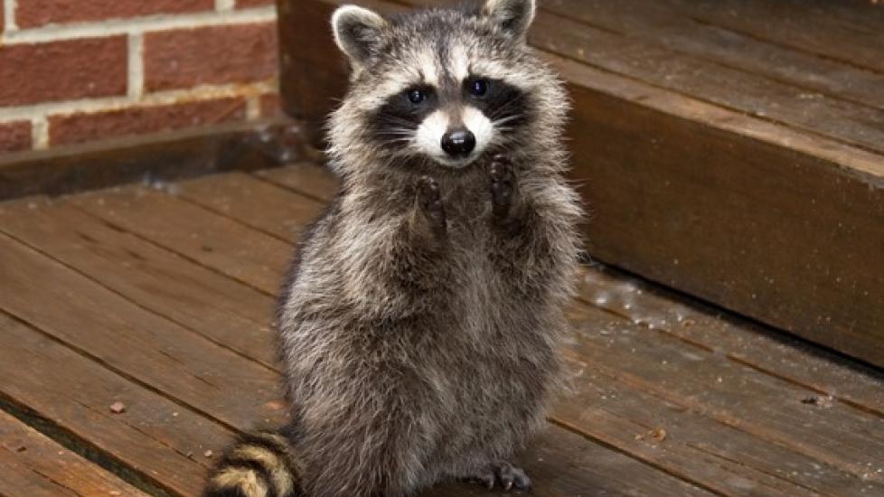 Diagnosing and Treating Raccoon Parasite Infection
