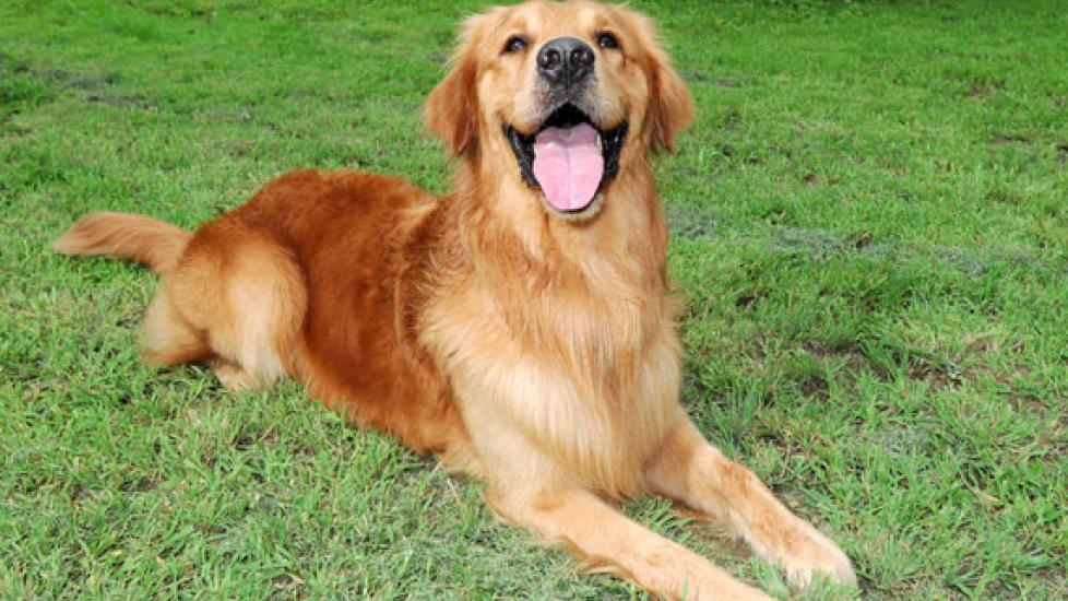 Health Benefits of Neutering and Spaying Dogs | PetMD