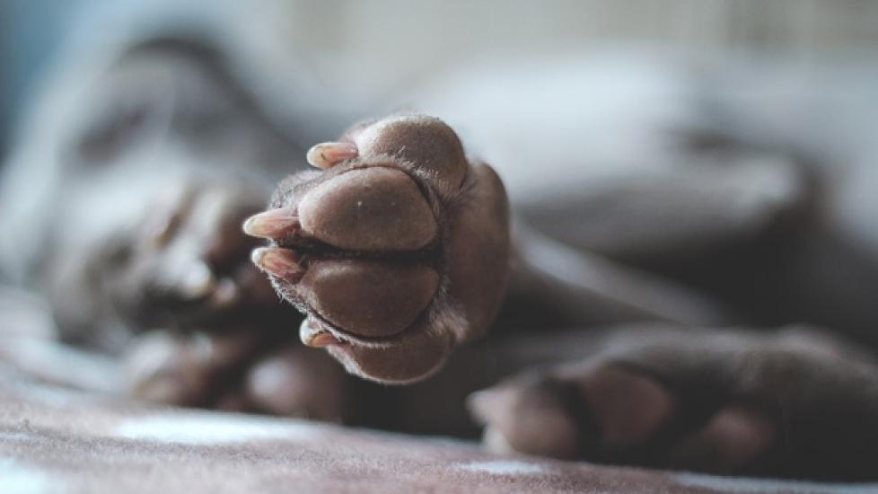 How to Care for Your Dog's Cracked and Dry Paws