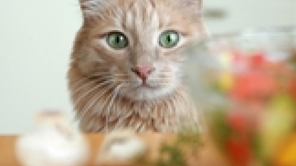 Can Cats Thrive on a Vegetarian Diet? PetMD