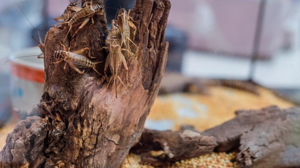 How to Breed & Raise Crickets