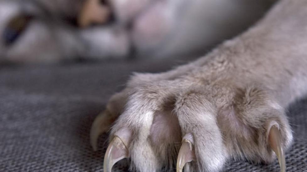 Declawing Cats- What are the facts?