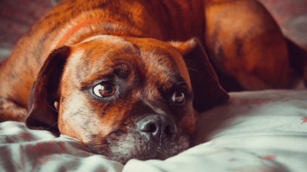 Does Seasonal Affective Disorder Affect Pets?
