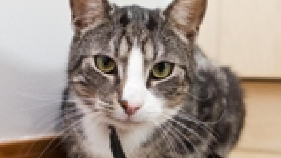 Feeding Cats with Pancreatitis PetMD