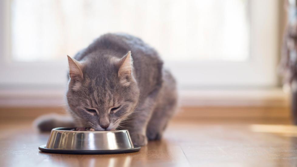 Kidney Diets for Cats: What to Look for | PetMD