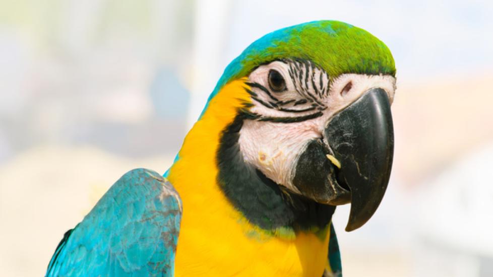 Macaw Wasting Disease in Birds