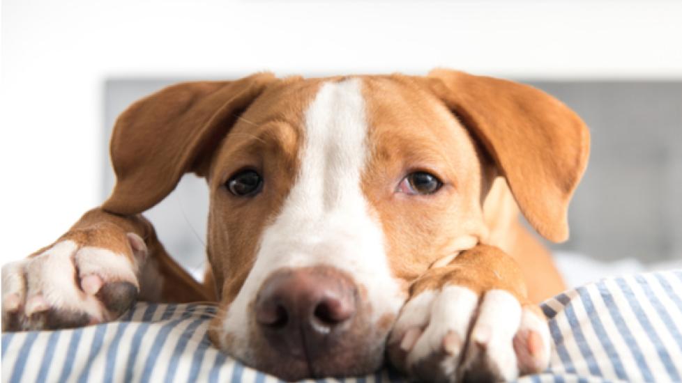 Why Is My Dog Throwing Up Bile? PetMD