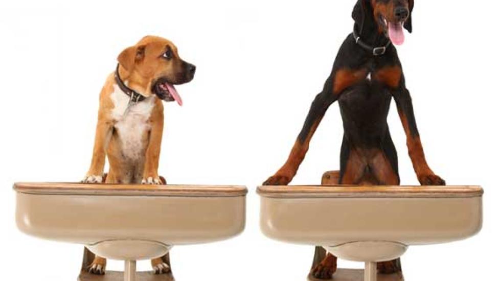 4 Reasons Why Socialization is Important for Your Dog's Health