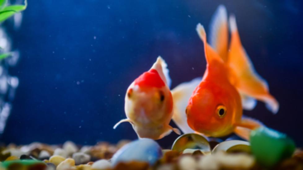 Kidney and Urogenital Disease in Aquarium Fish | Kidney Failure in Fish