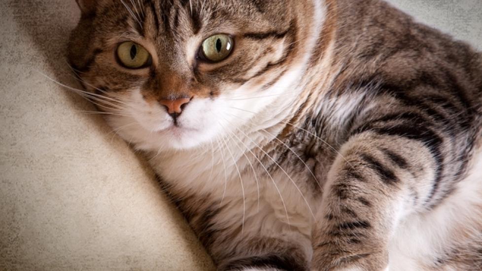 Does Spaying and Neutering Make Cats Fat?