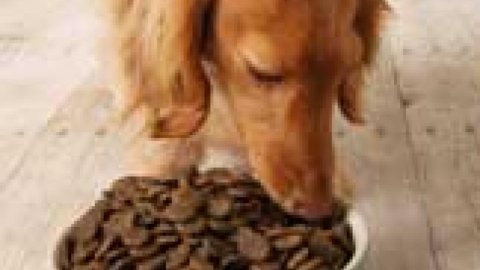 Feeding Dogs with Hepatic Encephalopathy