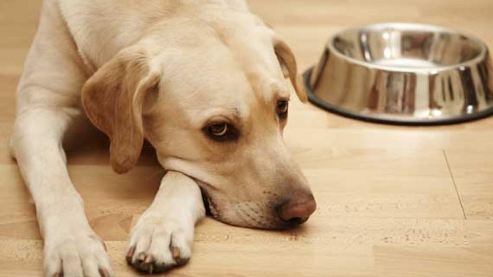 Tips for Feeding Dogs with Megaesophagus