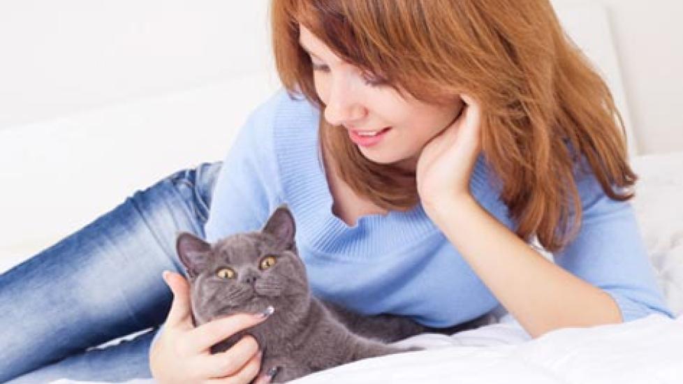 Heartworm Preventative in Cats Using Heartworm Prevention Medication PetMD