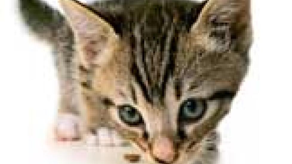 Is High Protein All Good for Kittens | Feeding Kittens for Good Health ... - Highlighting Deficiencies In Common Protein Sources Kittens